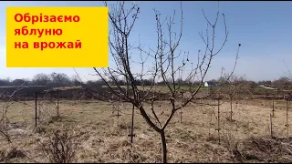 Як отримати великі яблука ?