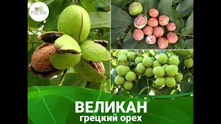 Грецкий орех "Великан"