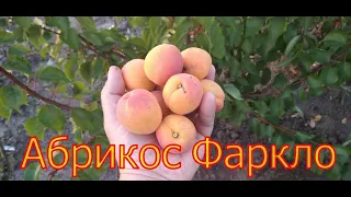 Абрикос Фаркло/Apricot Farclo/ 2021