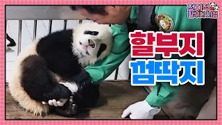 (SUB) When Baby Twin Pandas Meet Grandpa, They Get Excited And Run To Him🐼│Panda World