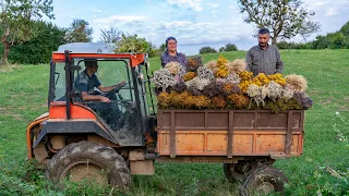 Harvesting and Drying Nature's Flavors