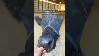 #4 Always Surprises People 🤭 (5 signs a cow is happy)