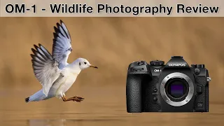 OM-1 for wildlife photographers - My experiences (Review)