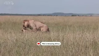 Lions Mating!!! See how these Lions make love.