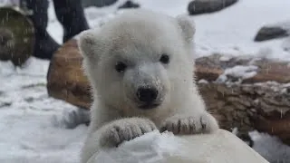 Watch a 3-Month-Old Polar Bear Play with Snow for First Time