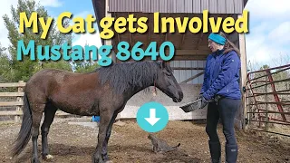 My Cat tries to get involved with Taming Mustang Horse!!! He wouldn't leave!  8640