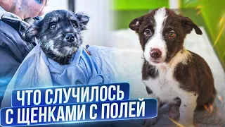 Что случилось  с Ёжиком  и Волчком😨 | Кого я обнаружила  возле дома?😮‍💨