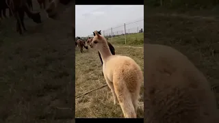 Альпаки-любовь! 🥰 Ставь лайк и подписывайся , а я залью более подробный обзор. #альпака #лама