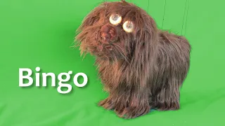 Titelles Pamipipa - Història de titelles amb el gos "Bingo"