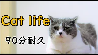 【BGM】Cat life【90分耐久】【水溜りボンド】