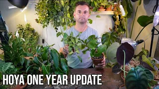 hoya one year update from unboxing plant mail + my thoughts about these plants