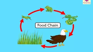 Food Chain | Environmental Studies Grade 3 | Periwinkle