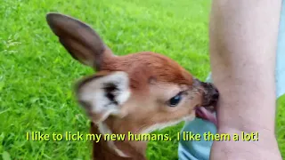 Injured Fawn Rescued - Her Story