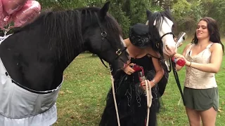 Horse Videos,  YouTube Subscriber Celebration Party,  Gypsy Vanner Horses