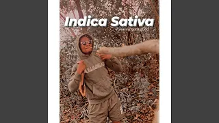 Indica Sativa