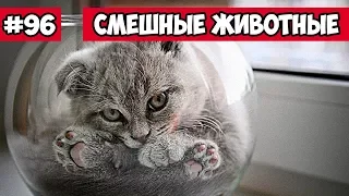 Смешные животные - кот в банке | Bazuzu Video ТОП подборка 96, январь 2018