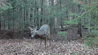 Wild Maine Trail Cam Footage - November/December 2022 | Garde Pro A3 Trail Camera