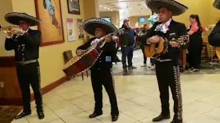 La Malagueña- Mariachi Hidalgo NY (347)204-1944