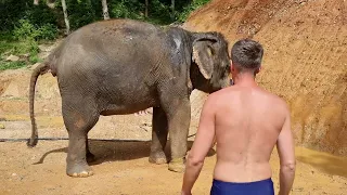 Elephants. Elephant feeding 🐘 Elephant washing 🐘 Elephant bathing 🐘