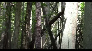 Sasquatch Pine Barrens / Area 3 / NJ / 7.10.21