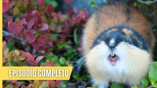 Lemmings, Zorros y la Fauna del Ártico - grabaciones de vídeo poco comunes | Episodio Completo