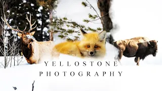 WINTER PHOTOGRAPHY IN YELLOWSTONE 2020 | Fishcamp Creative | Yellowstone National Park