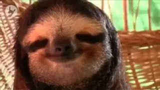 SLOTH Chilling with a little SMILE !! Sunshine.. sunshine reggae weed