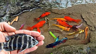 Finding colorful ornamental fish, betta fish, koi fish, channa, manfish, catfish,guppy,molly,turtles