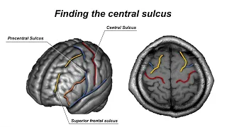 The General Anatomy of the Brain for Functional Neuroimaging Studies
