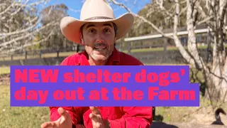 NEW Shelter Dogs’ Day Out at the Farm