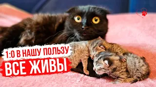 Котят хотели утопить, но ... Удивительные истории из жизни животных. Кошки Задонского  монастыря.