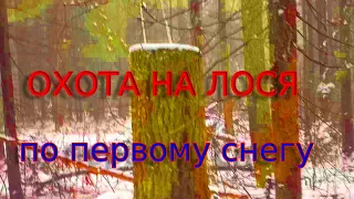 Ходовая охота на лося с лайкой по первому снегу.Что в лесу.Moose Hunting.