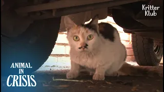 Cat Who Once Lost Kitten Makes A Sad Decision To Protect Her Only Child | Animal in Crisis EP201