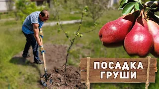 Посадка груши весной + обрезка