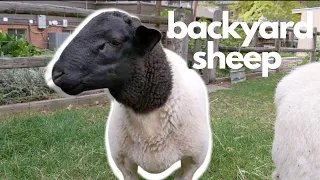 SHEEP IN THE BACKYARD?! Here's how to do it