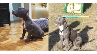 Blue Nose Pitbull : Smokey's Life Journey From 4 Weeks To 6 Months ❤️