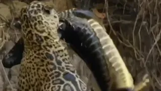 ЛЕОПАРД ОХОТИТСЯ НА КРОКОДИЛА#             LEOPARD HUNTS CROCODILE