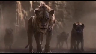 Lion King - Lions - MV