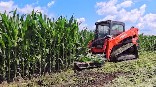 Mowing Down The Corn!