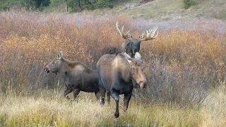 Moose in heat