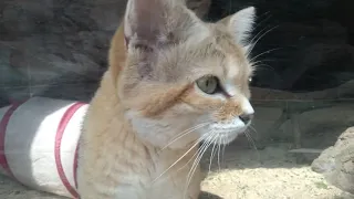 Sand Cat Explores Tunnel