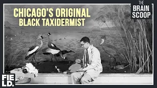 Chicago's Original Black Taxidermist: Carl Cotton