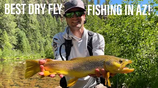 Best Brown Trout Dry Fly Fishing in Arizona