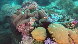 A Sea Snake, Turtles and Some Anemone Fish  - Puerto Galera, Philipiines - Day 1