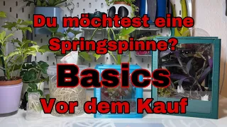 Allgemeine Basics vor dem Kauf einer Springspinne