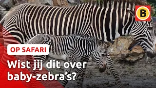 Zebra's zijn meesters in deze truc! 🦓 | Op Safari