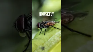 They have 40320min life #shorts #youtubeshorts #housefly #facts