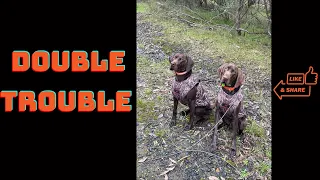 Deer Hunting with Dogs in the Victorian High Country | German Shorthaired Pointer Gundogs