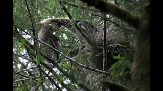 Great blue heron predation by bald eagle (warning, it's not pretty)