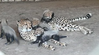 Four Cheetah Cubs Playing With Mom